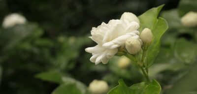 Jasmine