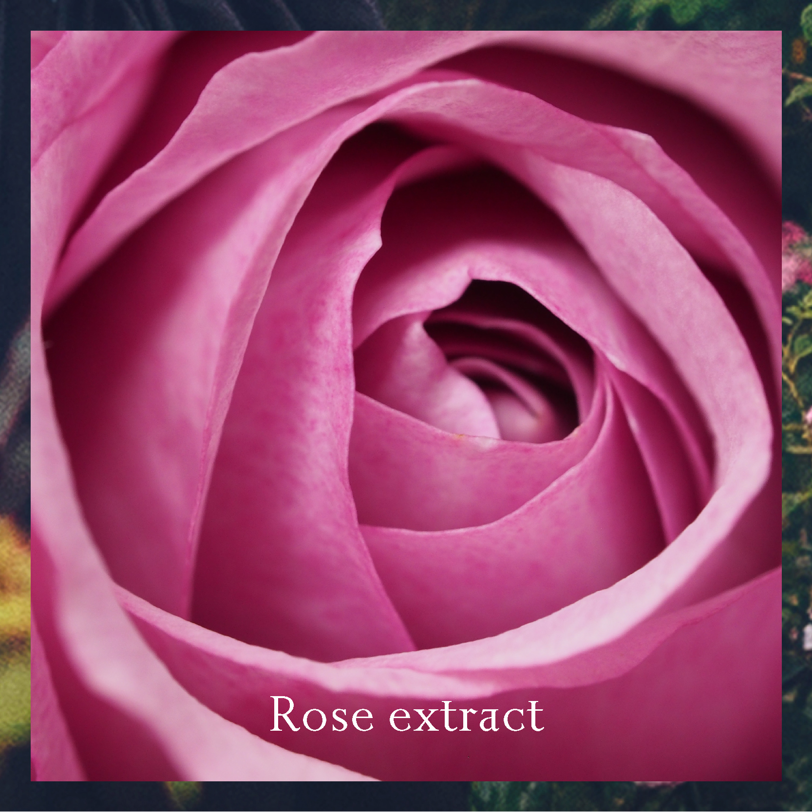 Rose Extract อุดมไปด้วยวิตามิน C, B และ K รวมถึงแร่ธาตุต่างๆ และมีคุณสมบัติเป็น Antiseptic และ Antibacterial ด้วย