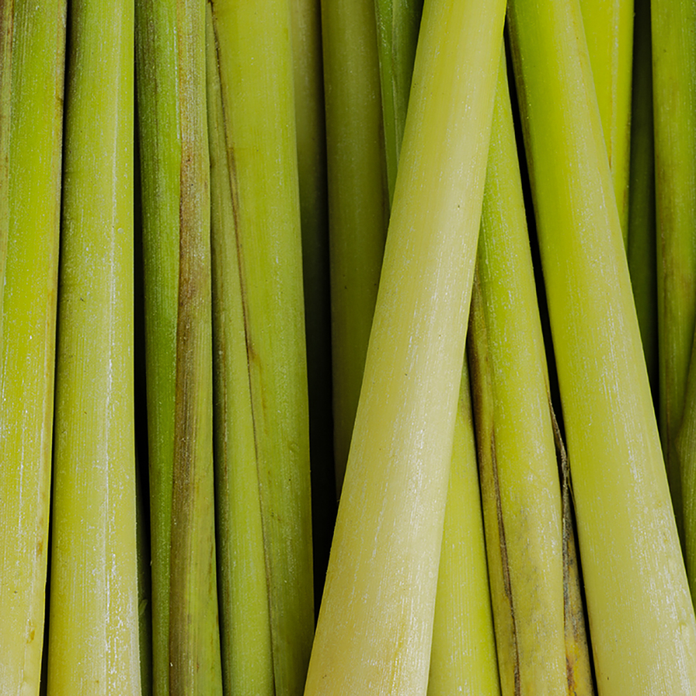 เจลอาบน้ำ กลิ่นหอมสดชื่น จากตะไคร้ ให้คุณรู้สึกเหมือนได้สัมผัสประสบการณ์การทำสปา ในขณะที่สารสกัดจากตะไคร้ ยังช่วยควบคุมความมันส่วนเกินบนผิว เจลอาบน้ำ กลิ่นหอมสดชื่น จากตะไคร้ ให้คุณรู้สึกเหมือนได้สัมผัสประสบการณ์การทำสปา ในขณะที่สารสกัดจากตะไคร้ ยังช่วยควบคุมความมันส่วนเกินบนผิว